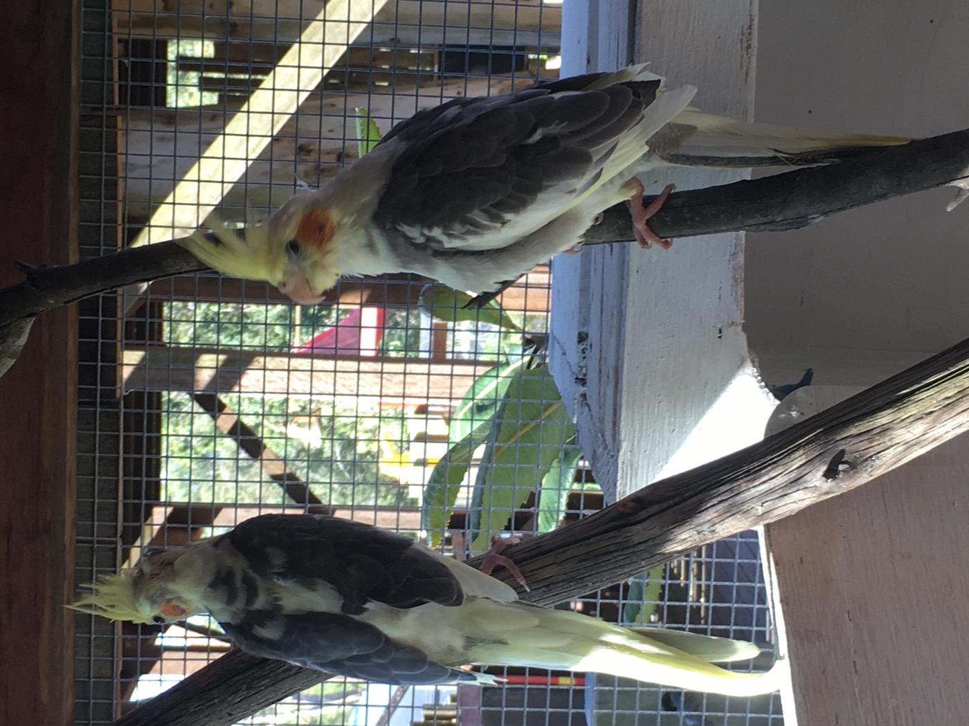 Sponsor our Cockatiels