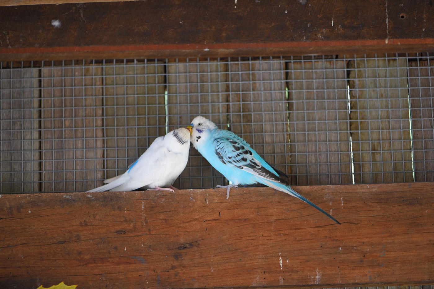 Sponsor our Budgies