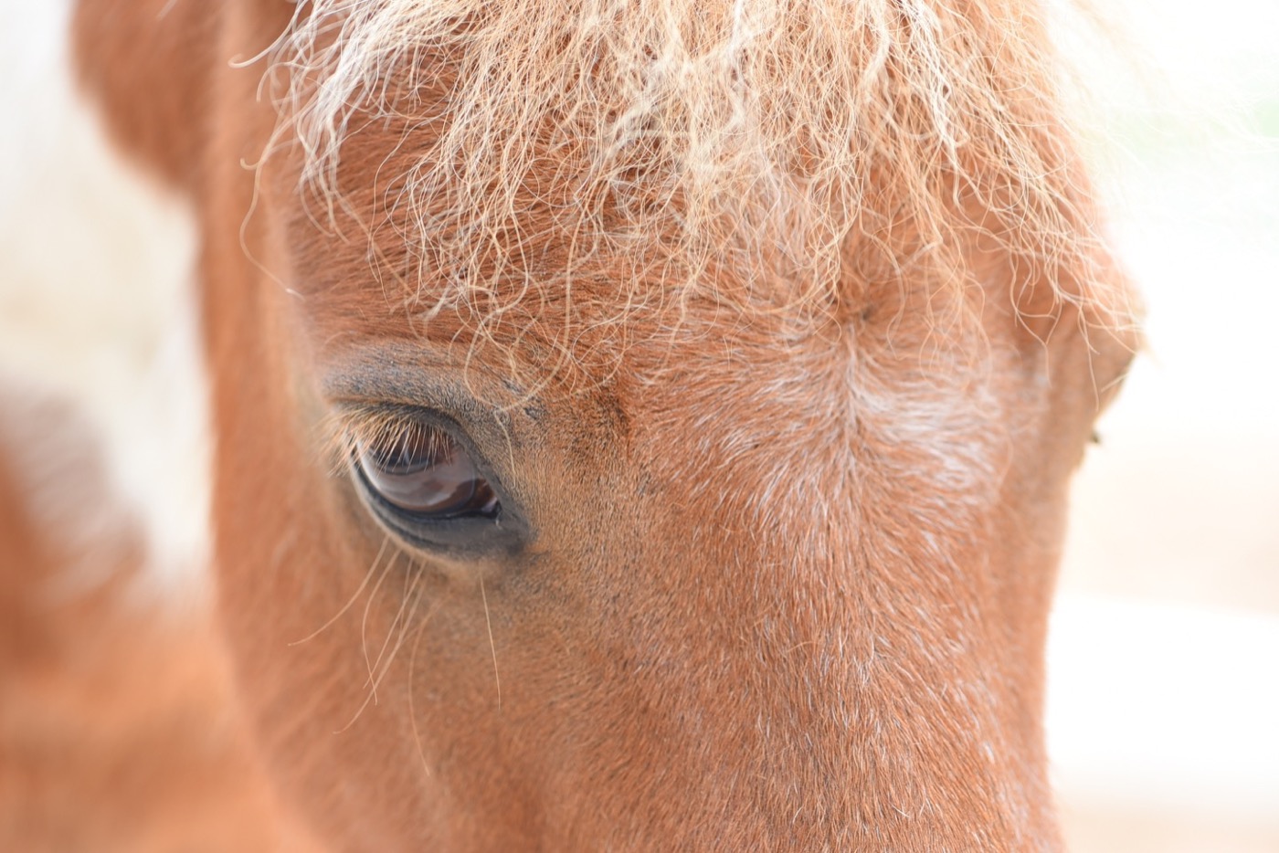 Sponsor our Miniature Horses