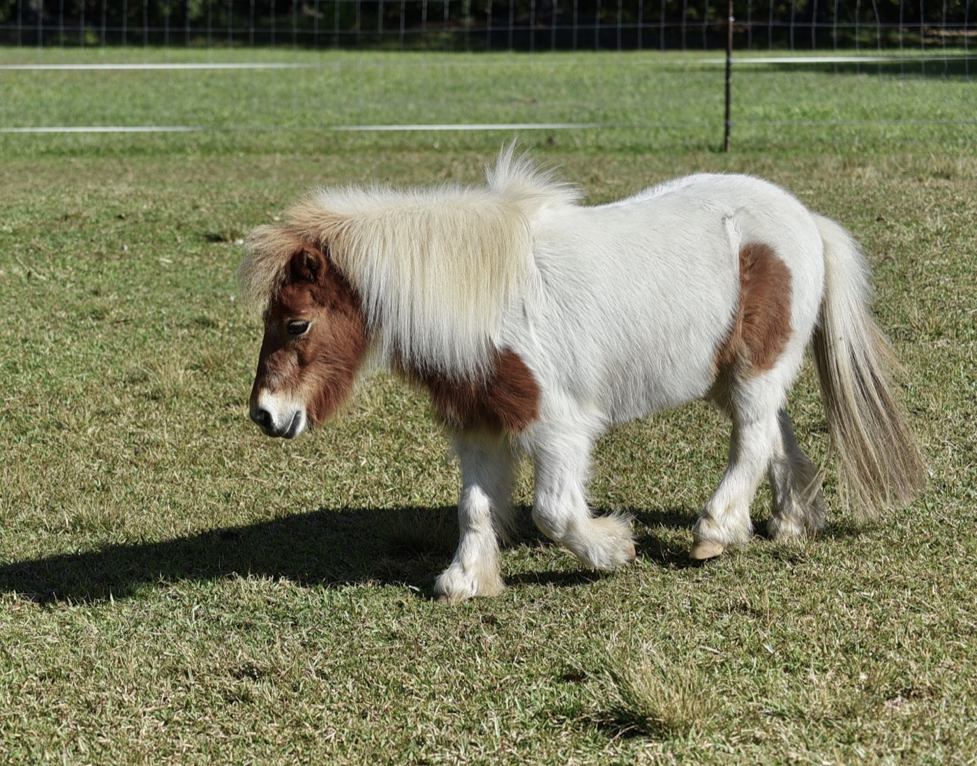 Sponsor our Miniature Horses