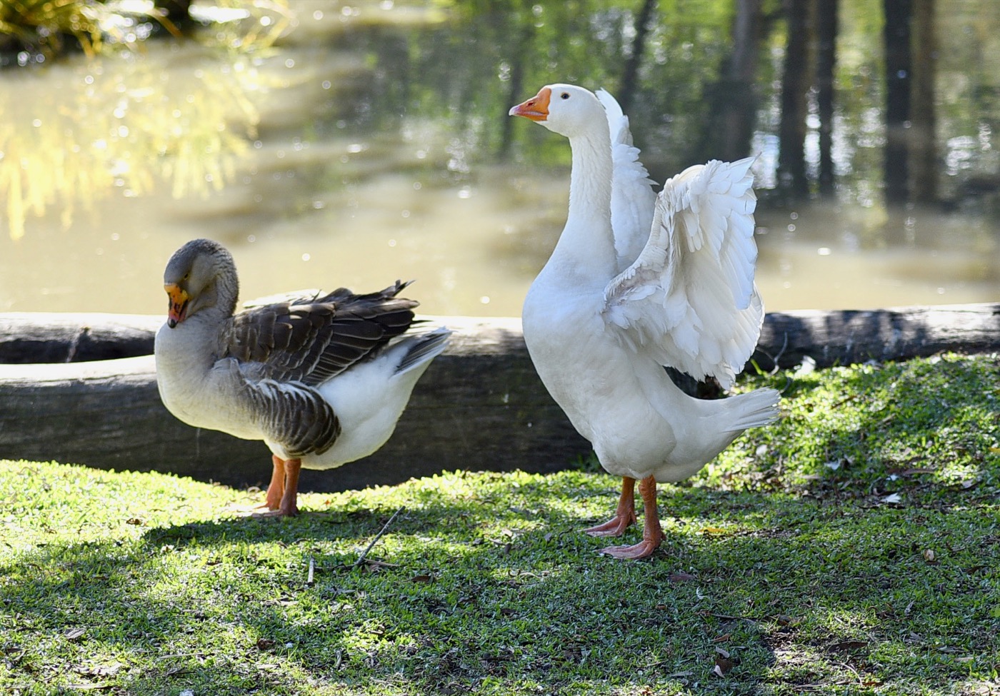 Sponsor our Geese