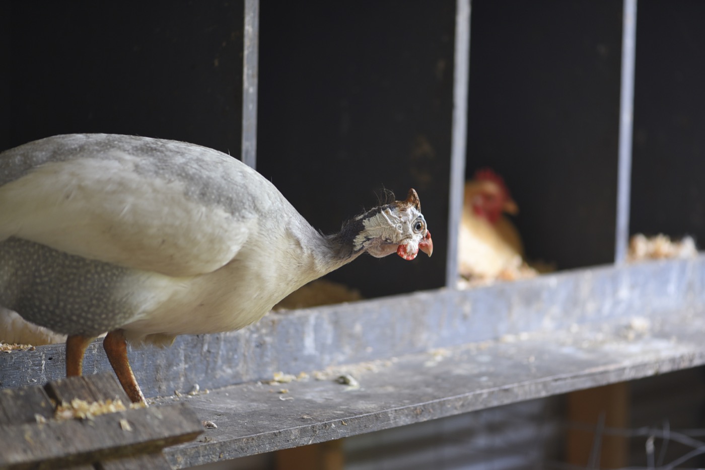 Sponsor our Guinea Fowl