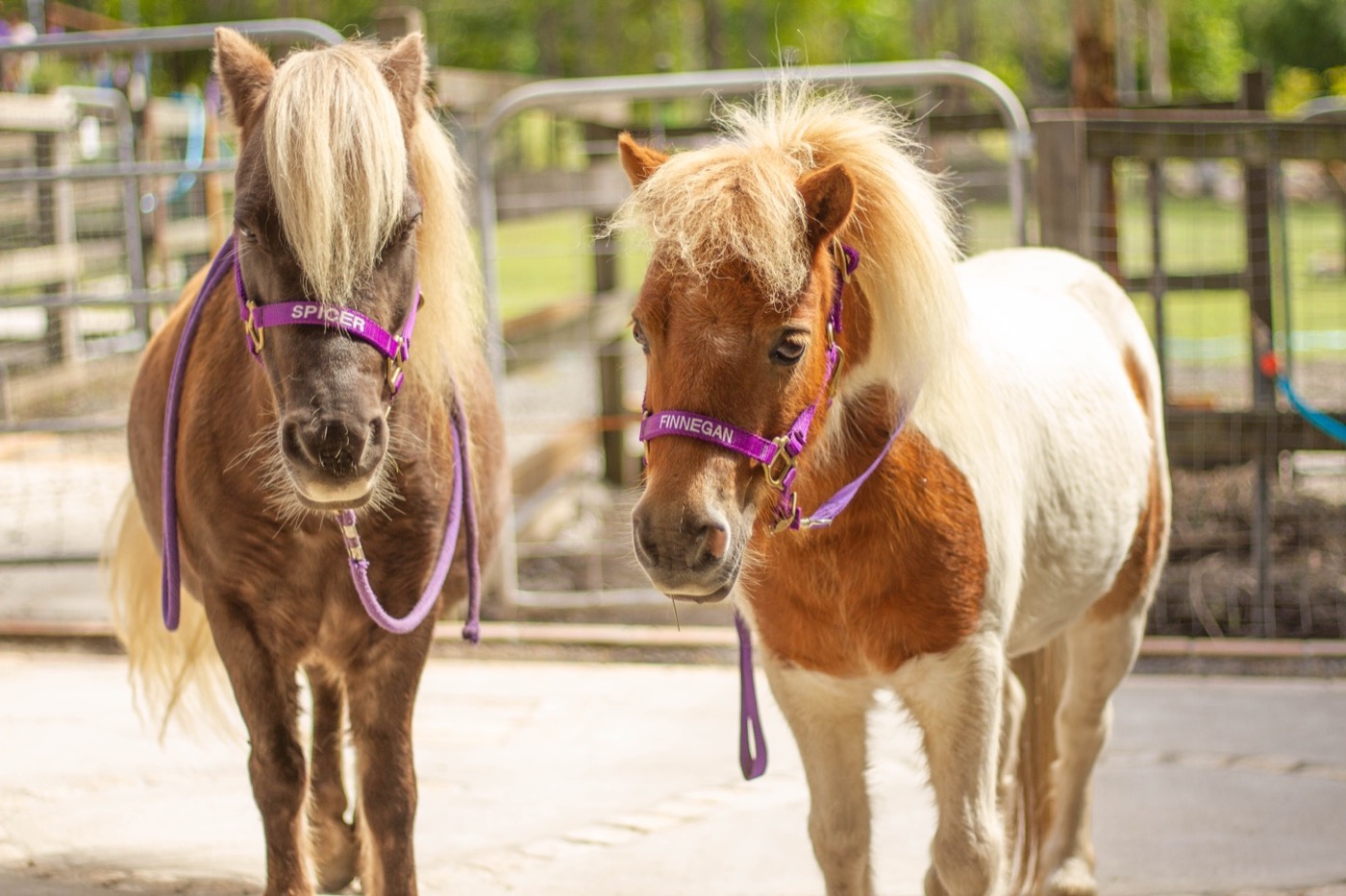 Miniature Horses