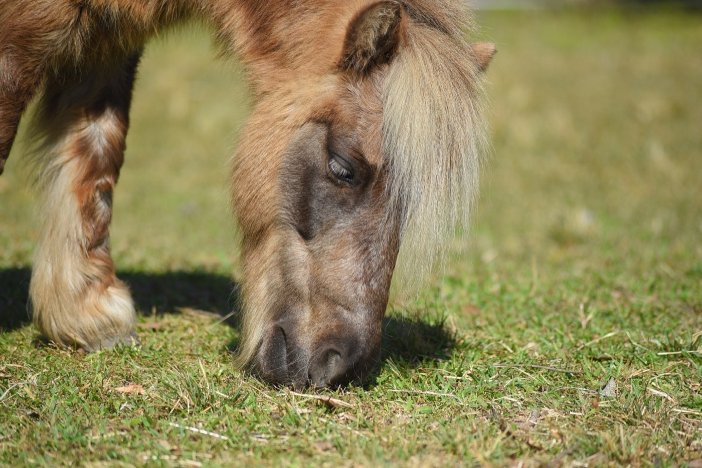 Sponsor our Miniature Horses