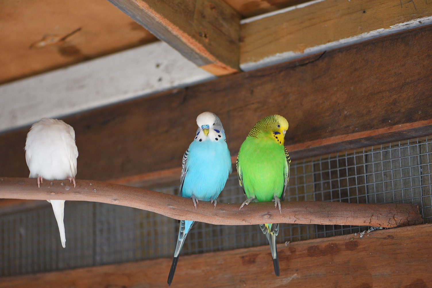 Budgies