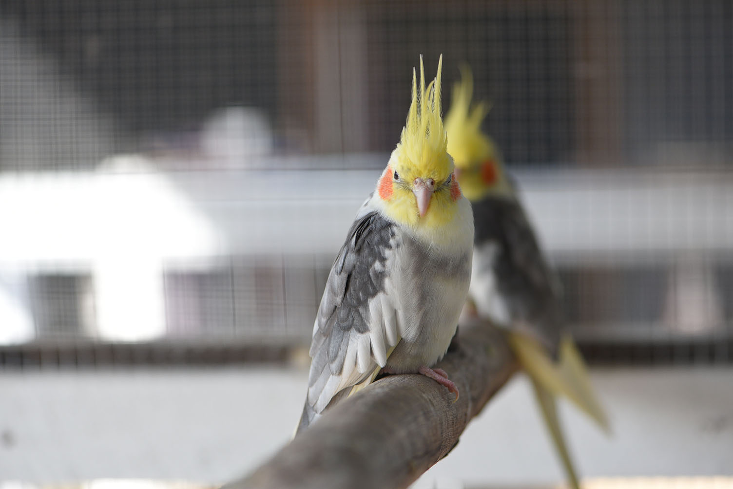 Cockatiels