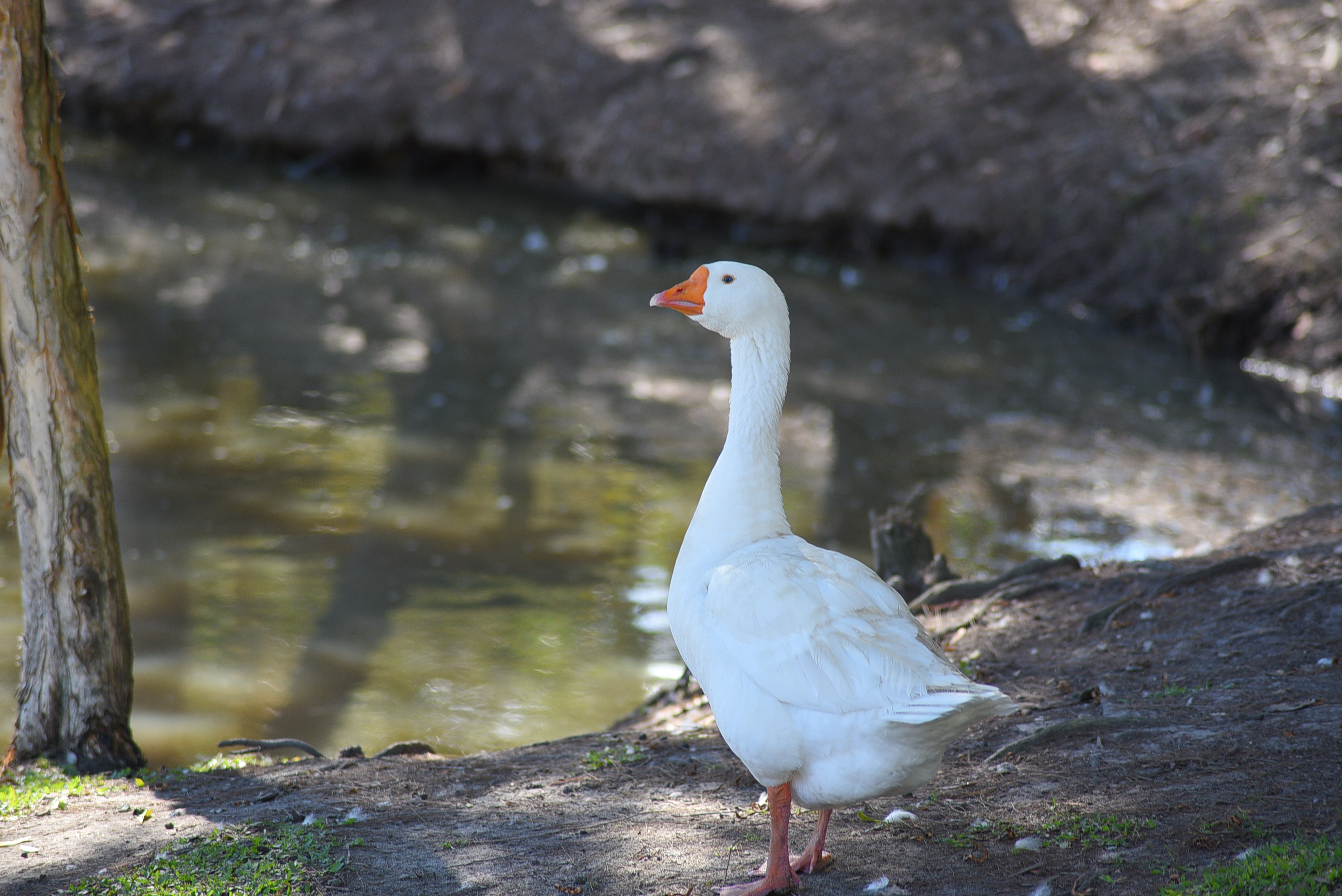 Geese