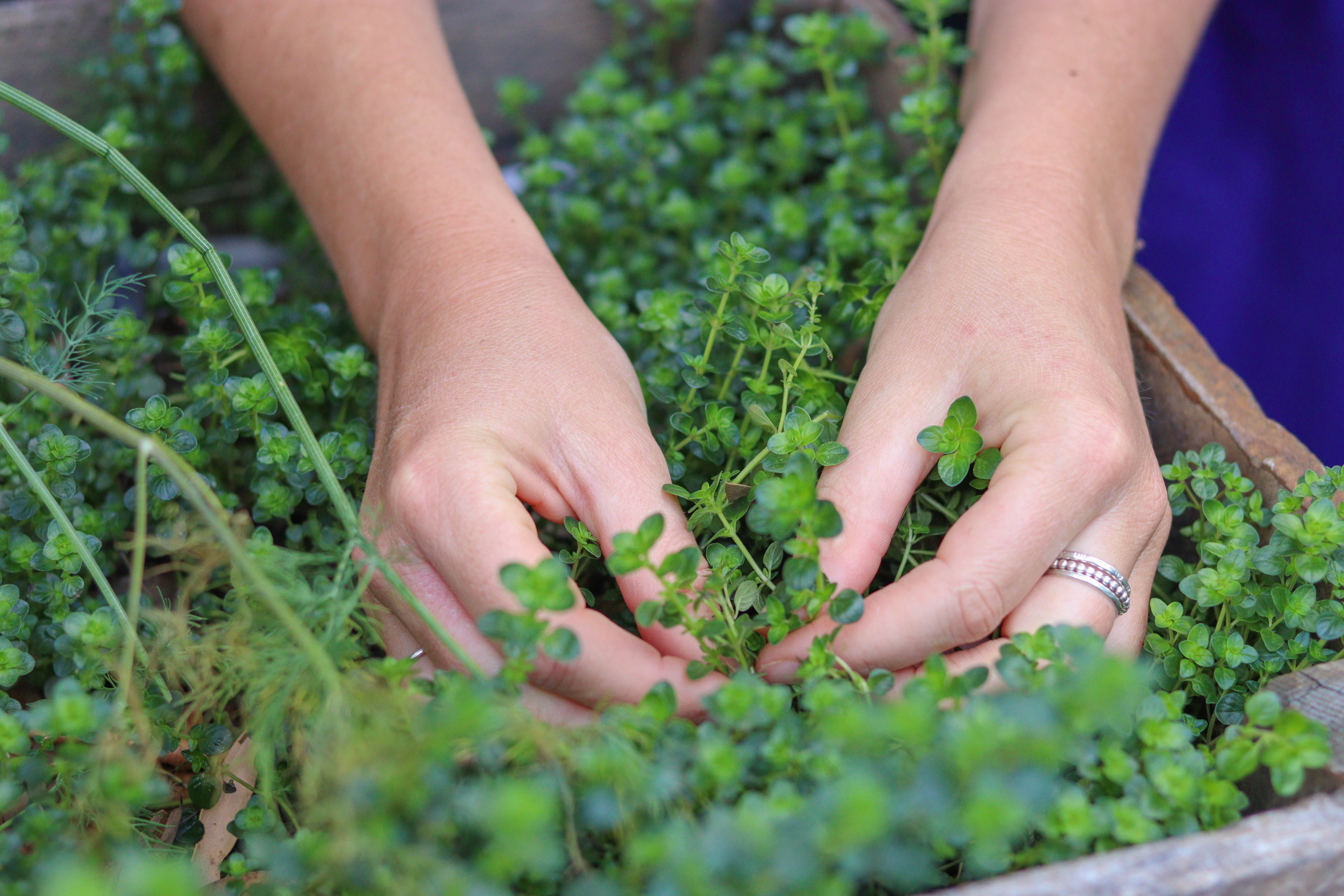 Learning Garden Kitchen